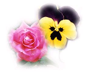 東成区の花：バラ・パンジー